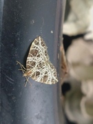 Nettmåler (Eustroma reticulata)