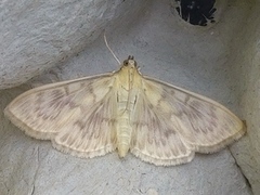 Mother of Pearl (Patania ruralis)