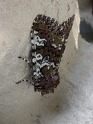 Flekkfly (Crypsedra gemmea)