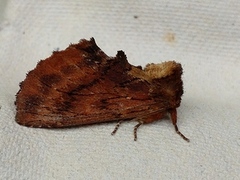 Coxcomb Prominent (Ptilodon capucina)