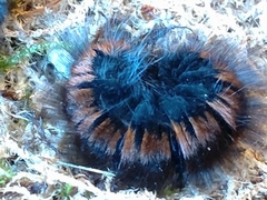 Fox Moth (Macrothylacia rubi)