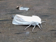 Hvit tigerspinner (Spilosoma urticae)