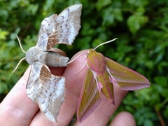 Stor snabelsvermer (Deilephila elpenor)