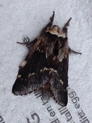 December Moth (Poecilocampa populi)