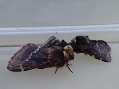 December Moth (Poecilocampa populi)