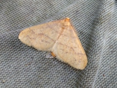 Scarce Umber (Agriopis aurantiaria)