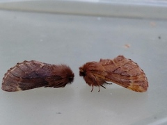 Plumed Prominent (Ptilophora plumigera)