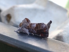 Small Chocolate-tip (Clostera pigra)