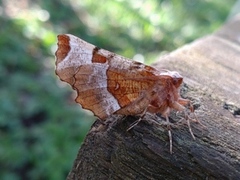 Praktmånemåler (Selenia tetralunaria)