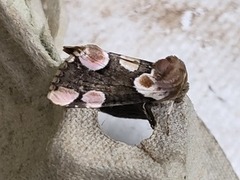 Flekkhalvspinner (Thyatira batis)