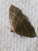 Olive Crescent (Trisateles emortualis)