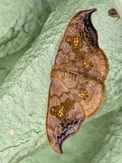 Scarce Hook-tip (Sabra harpagula)