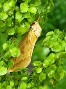 Spøkelsesroteter (Hepialus humuli)