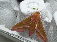 Elephant Hawk-moth (Deilephila elpenor)
