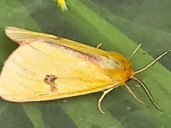 Clouded Buff (Diacrisia sannio)