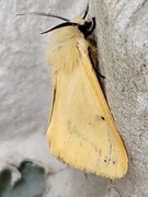 Gul tigerspinner (Spilarctia lutea)