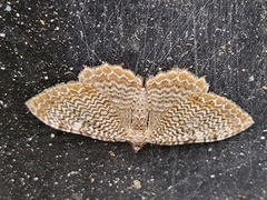 Scallop Shell (Rheumaptera undulata)