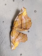 Lilac Beauty (Apeira syringaria)