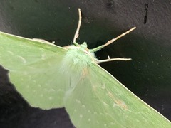 Large Emerald (Geometra papilionaria)