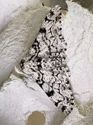 Bjørkelurvemåler (Biston betularia)