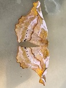 Lilac Beauty (Apeira syringaria)