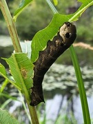 Stor snabelsvermer (Deilephila elpenor)