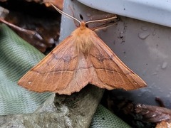 Feathered Thorn (Colotois pennaria)
