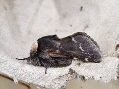 December Moth (Poecilocampa populi)