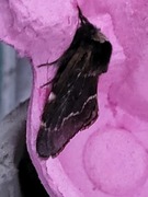 December Moth (Poecilocampa populi)