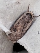 Large Yellow Underwing (Noctua pronuba)
