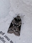 Seljeviklerfly (Nycteola degenerana)