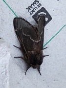 December Moth (Poecilocampa populi)