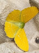 Kjempebladmåler (Geometra papilionaria)