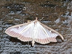 Box-tree Moth (Cydalima perspectalis)
