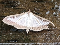 Buksbommott (Cydalima perspectalis)