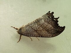 Scalloped Hook-tip (Falcaria lacertinaria)