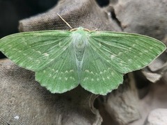 Large Emerald (Geometra papilionaria)
