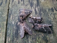 December Moth (Poecilocampa populi)