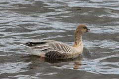 Pink-footed Goose (Anser brachyrhynchus)