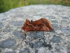Plain Golden Y (Autographa jota)