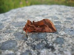 Rødbrunt metallfly (Autographa jota)