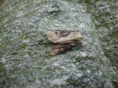 Double Lobed (Lateroligia ophiogramma)
