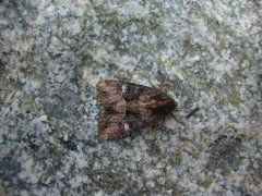 Common Rustic (Mesapamea secalis)