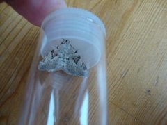 The V-Moth (Macaria wauaria)