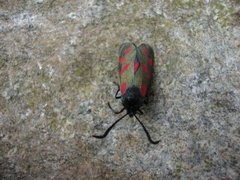 Seksflekket bloddråpesvermer (Zygaena filipendulae)