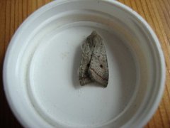 Red-line Quaker (Agrochola lota)