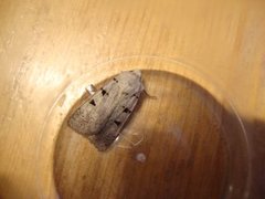 Autumnal Rustic (Eugnorisma glareosa)