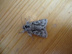 Early Grey (Xylocampa areola)