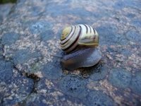 Hagesnegl (Cepaea hortensis)