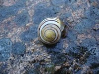 Hagesnegl (Cepaea hortensis)